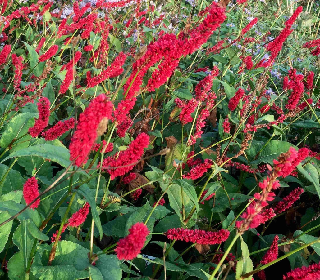 7141  Bistorta amplexicaulis Bloody Mary ( PBR)  I  Svenskt namn  :Blodpilört  I  Krukstorlek   : SQ1  I  Förväntad Höjd  :  70 cm  I  Blomningstid :  aug-okt - 3