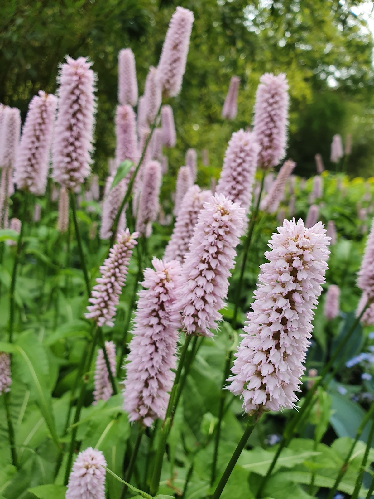 7140  Bistorta officinalis  Superba  I  Svenskt namn  :Stor ormrot  I  Krukstorlek   : P9  I  Förväntad Höjd  :  70 cm  I  Blomningstid :  juni-aug - 4