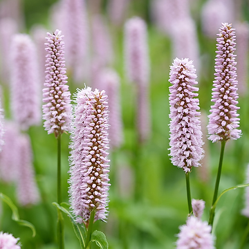 7140  Bistorta officinalis  Superba  I  Svenskt namn  :Stor ormrot  I  Krukstorlek   : P9  I  Förväntad Höjd  :  70 cm  I  Blomningstid :  juni-aug - 3