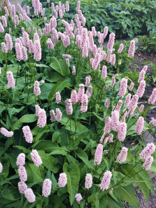 7140  Bistorta officinalis  Superba  I  Svenskt namn  :Stor ormrot  I  Krukstorlek   : P9  I  Förväntad Höjd  :  70 cm  I  Blomningstid :  juni-aug - 2