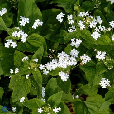 3950  Brunnera macrophylla  Betty Bowring  I  Svenskt namn  :Kaukasisk förgätmigej  I  Krukstorlek   : SQ1  I  Förväntad Höjd  :  40 cm  I  Blomningstid :  maj-juni - 2