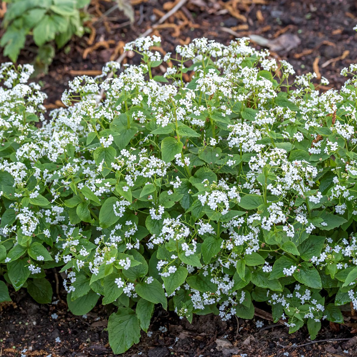 3950  Brunnera macrophylla  Betty Bowring  I  Svenskt namn  :Kaukasisk förgätmigej  I  Krukstorlek   : SQ1  I  Förväntad Höjd  :  40 cm  I  Blomningstid :  maj-juni