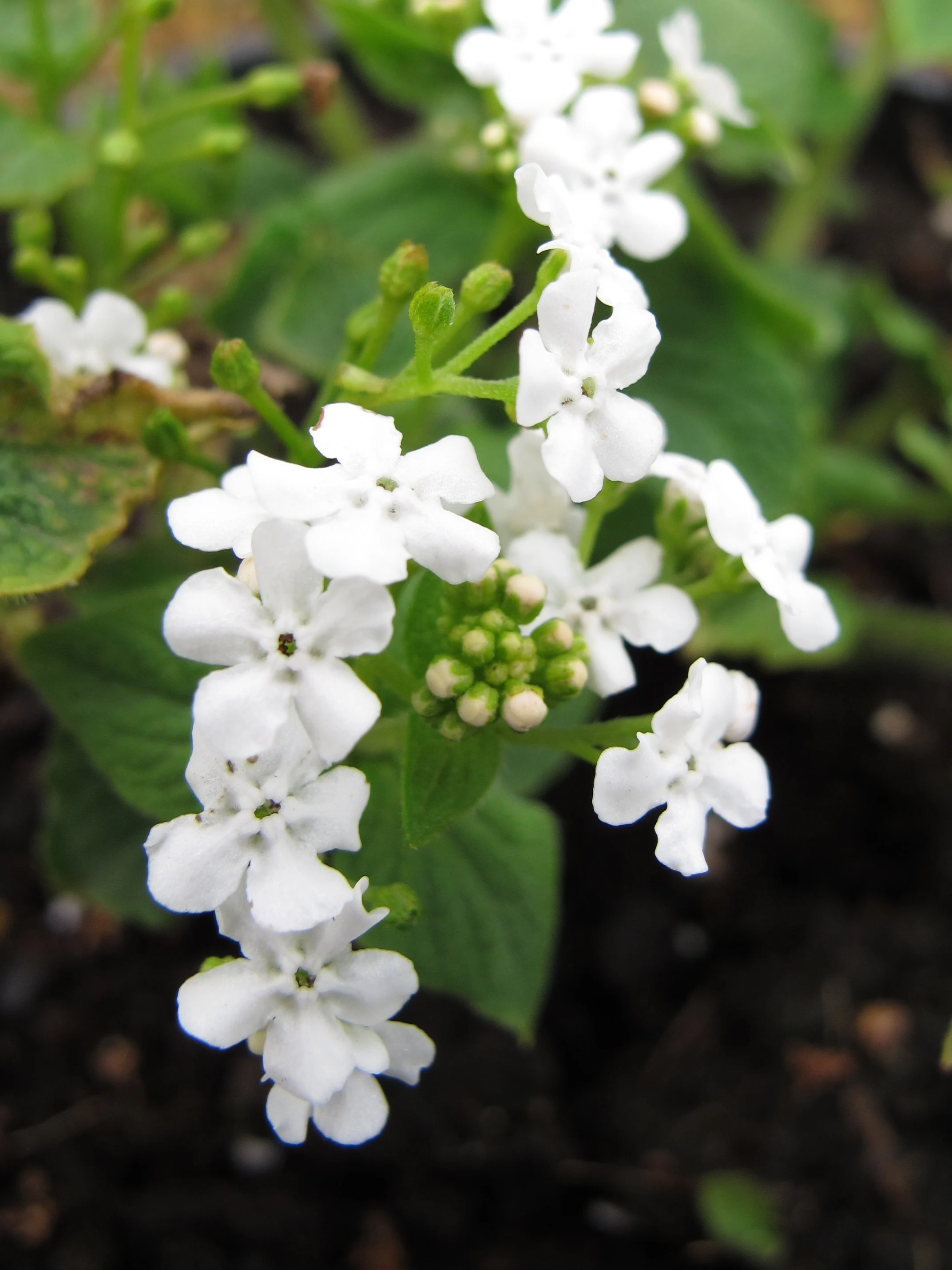 3950  Brunnera macrophylla  Betty Bowring  I  Svenskt namn  :Kaukasisk förgätmigej  I  Krukstorlek   : SQ1  I  Förväntad Höjd  :  40 cm  I  Blomningstid :  maj-juni - 3