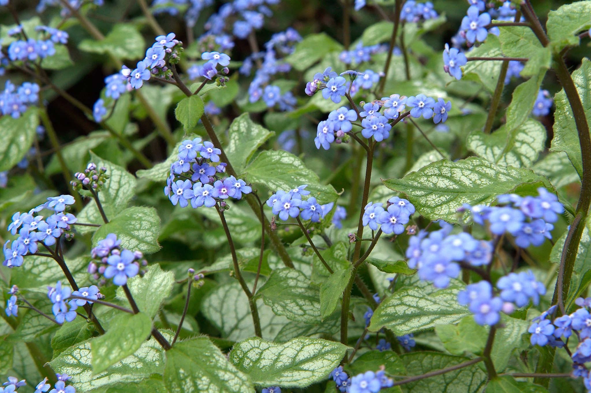 3054  Brunnera macrophylla  Jack Frost (PBR)  I  Svenskt namn  :Kaukasisk förgätmigej  I  Krukstorlek   : SQ1  I  Förväntad Höjd  :  30 cm  I  Blomningstid :  maj-juni - 3