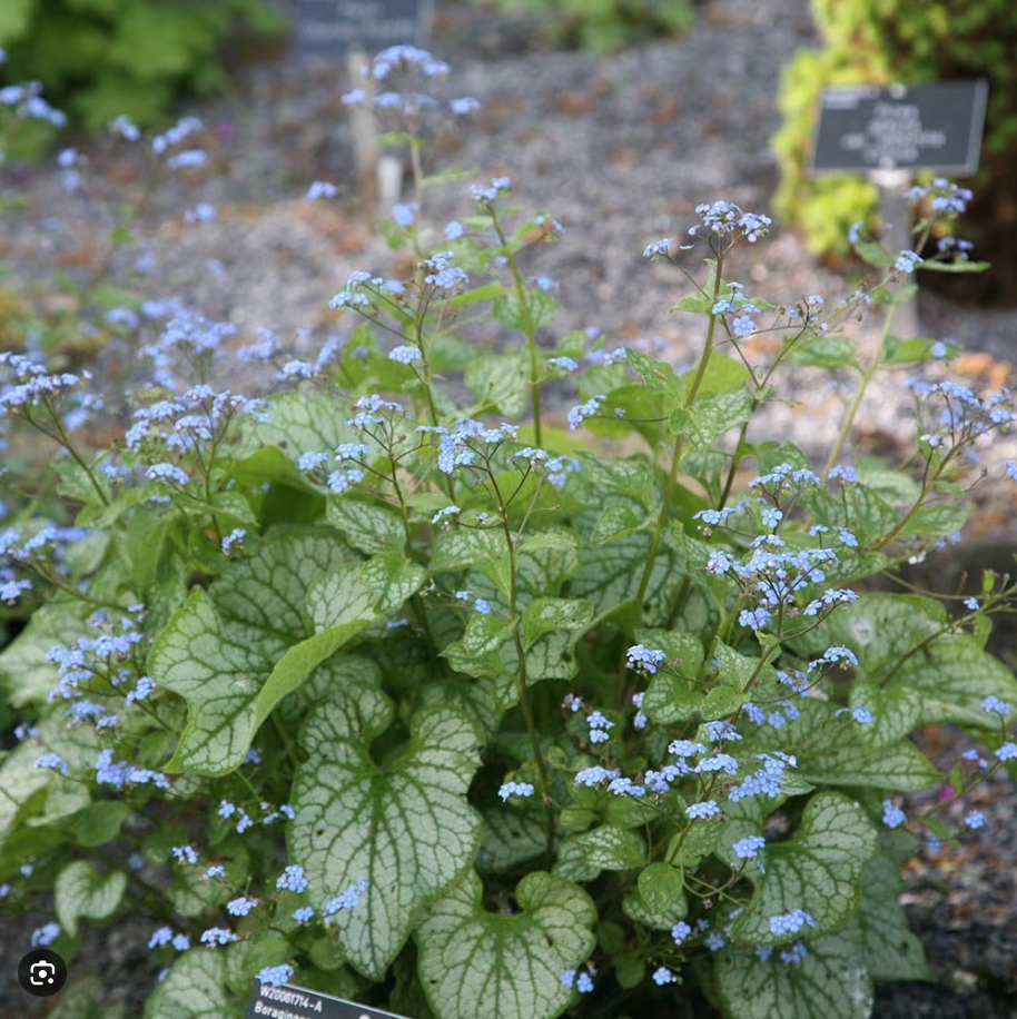 3054  Brunnera macrophylla  Jack Frost (PBR)  I  Svenskt namn  :Kaukasisk förgätmigej  I  Krukstorlek   : SQ1  I  Förväntad Höjd  :  30 cm  I  Blomningstid :  maj-juni