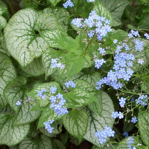 3054  Brunnera macrophylla  Jack Frost (PBR)  I  Svenskt namn  :Kaukasisk förgätmigej  I  Krukstorlek   : SQ1  I  Förväntad Höjd  :  30 cm  I  Blomningstid :  maj-juni - 2