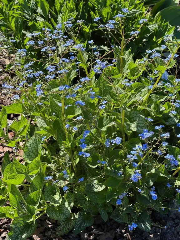 3059  Brunnera macrophylla  Silver Carpet  I  Svenskt namn  :Kaukasisk förgätmigej  I  Krukstorlek   : SQ1  I  Förväntad Höjd  :  30 cm  I  Blomningstid :  maj-juni - 2