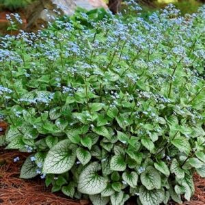 3059  Brunnera macrophylla  Silver Carpet  I  Svenskt namn  :Kaukasisk förgätmigej  I  Krukstorlek   : SQ1  I  Förväntad Höjd  :  30 cm  I  Blomningstid :  maj-juni