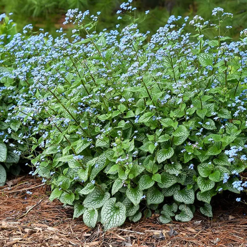 3059  Brunnera macrophylla  Silver Carpet  I  Svenskt namn  :Kaukasisk förgätmigej  I  Krukstorlek   : SQ1  I  Förväntad Höjd  :  30 cm  I  Blomningstid :  maj-juni - 3