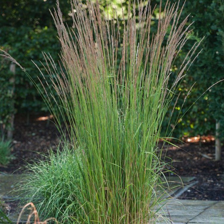 9115  Calamagrostis acutiflora  Karl Foerster  I  Svenskt namn  :Tuvrör  I  Krukstorlek   : SQ2  I  Förväntad Höjd  :  50/150 cm  I  Blomningstid :  juli-aug
