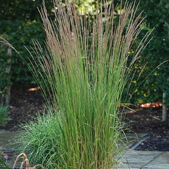 9115  Calamagrostis acutiflora  Karl Foerster  I  Svenskt namn  :Tuvrör  I  Krukstorlek   : SQ2  I  Förväntad Höjd  :  50/150 cm  I  Blomningstid :  juli-aug