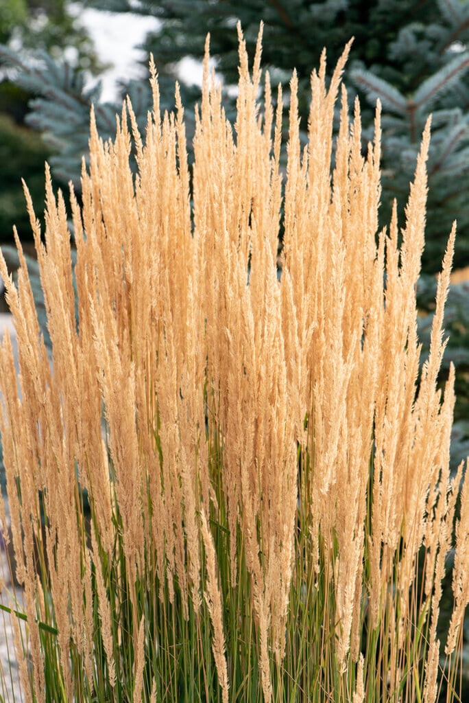 9115  Calamagrostis acutiflora  Karl Foerster  I  Svenskt namn  :Tuvrör  I  Krukstorlek   : SQ2  I  Förväntad Höjd  :  50/150 cm  I  Blomningstid :  juli-aug - 3