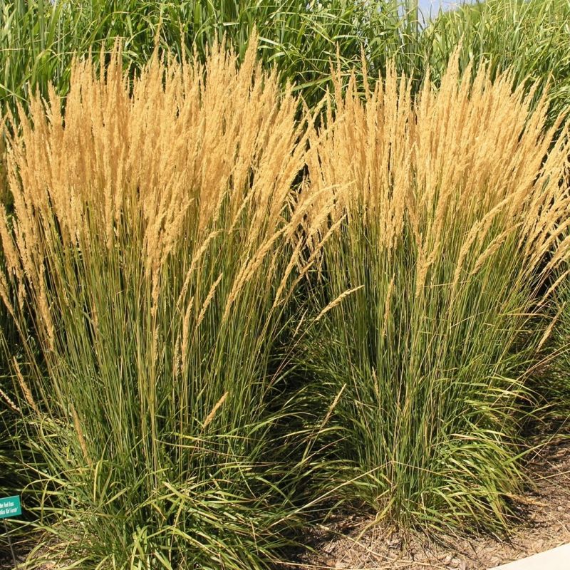 9115  Calamagrostis acutiflora  Karl Foerster  I  Svenskt namn  :Tuvrör  I  Krukstorlek   : SQ2  I  Förväntad Höjd  :  50/150 cm  I  Blomningstid :  juli-aug - 2