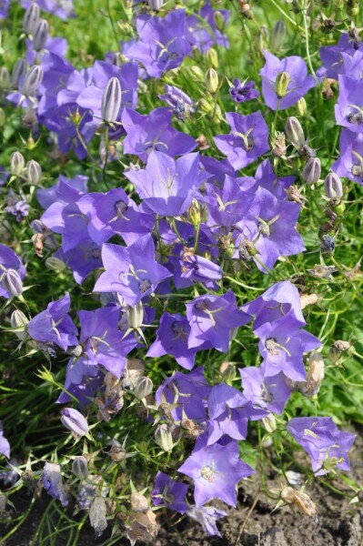 3110  Campanula carpatica  Blaue Clips  I  Svenskt namn  :Karpaterklocka  I  Krukstorlek   : 11c/P9  I  Förväntad Höjd  :  20 cm  I  Blomningstid :  juni-aug - 3