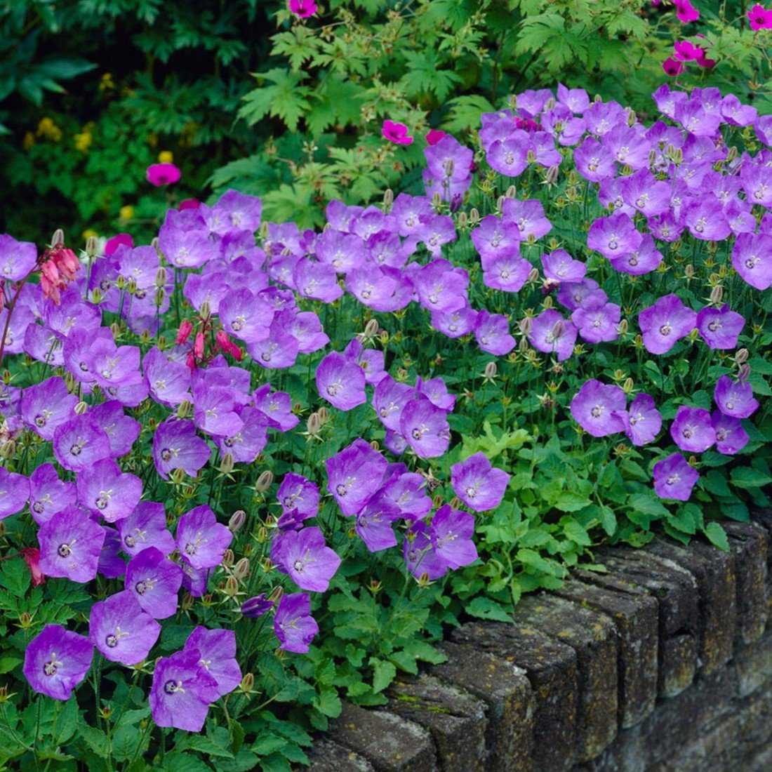 3110  Campanula carpatica  Blaue Clips  I  Svenskt namn  :Karpaterklocka  I  Krukstorlek   : 11c/P9  I  Förväntad Höjd  :  20 cm  I  Blomningstid :  juni-aug