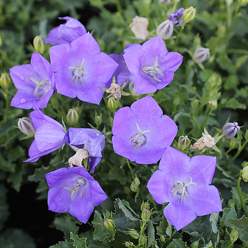 3110  Campanula carpatica  Blaue Clips  I  Svenskt namn  :Karpaterklocka  I  Krukstorlek   : 11c/P9  I  Förväntad Höjd  :  20 cm  I  Blomningstid :  juni-aug - 2