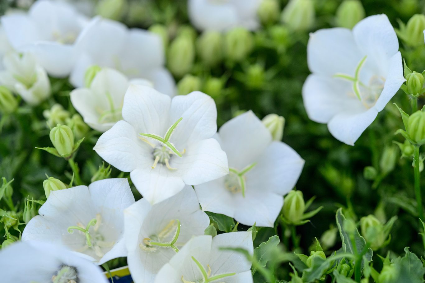 3125  Campanula carpatica  Weisse Clips  I  Svenskt namn  :Karpaterklocka  I  Krukstorlek   : 11c/P9  I  Förväntad Höjd  :  20 cm  I  Blomningstid :  juni-aug - 2