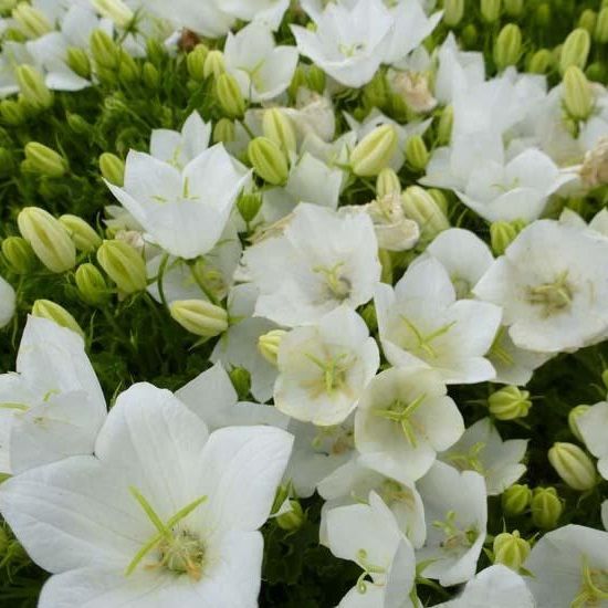 3125  Campanula carpatica  Weisse Clips  I  Svenskt namn  :Karpaterklocka  I  Krukstorlek   : 11c/P9  I  Förväntad Höjd  :  20 cm  I  Blomningstid :  juni-aug - 4