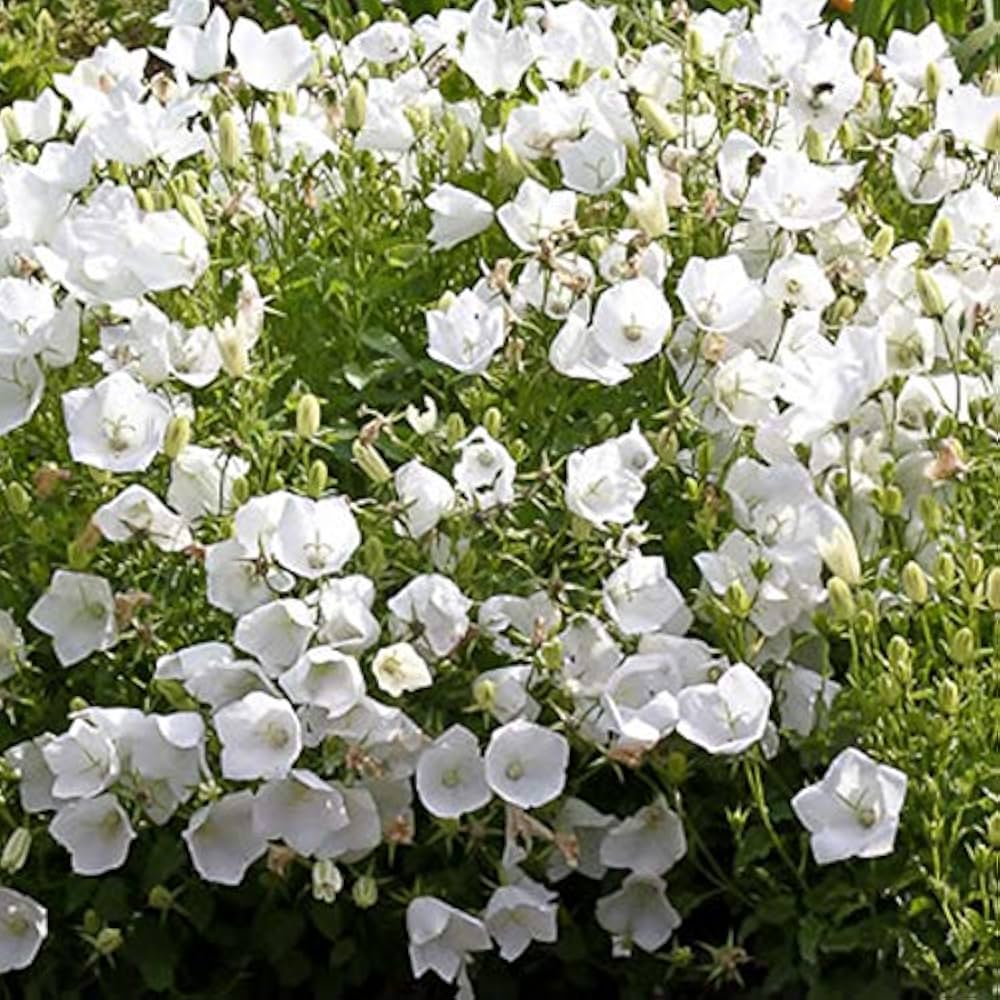 3125  Campanula carpatica  Weisse Clips  I  Svenskt namn  :Karpaterklocka  I  Krukstorlek   : 11c/P9  I  Förväntad Höjd  :  20 cm  I  Blomningstid :  juni-aug - 3