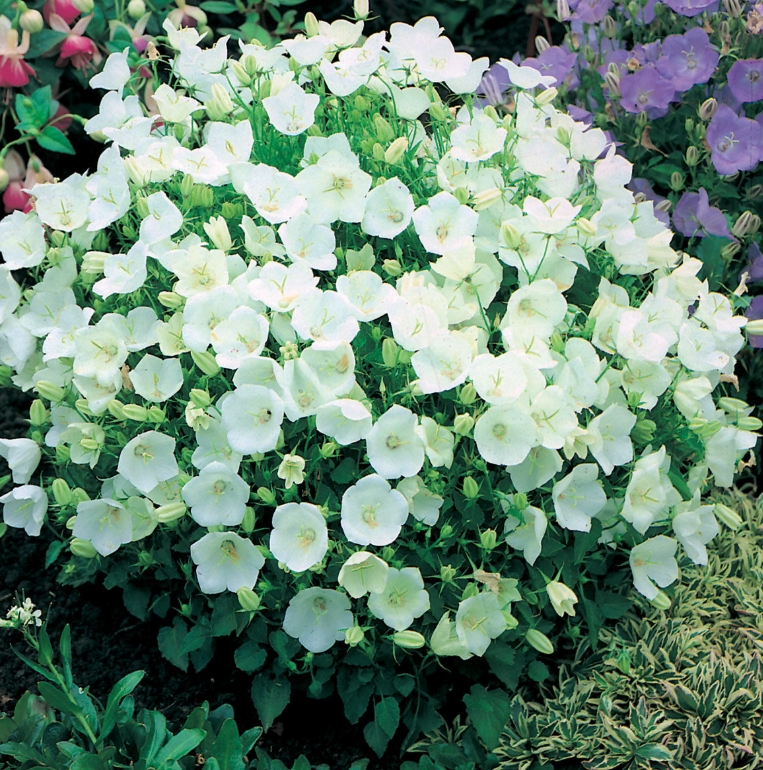 3125  Campanula carpatica  Weisse Clips  I  Svenskt namn  :Karpaterklocka  I  Krukstorlek   : 11c/P9  I  Förväntad Höjd  :  20 cm  I  Blomningstid :  juni-aug