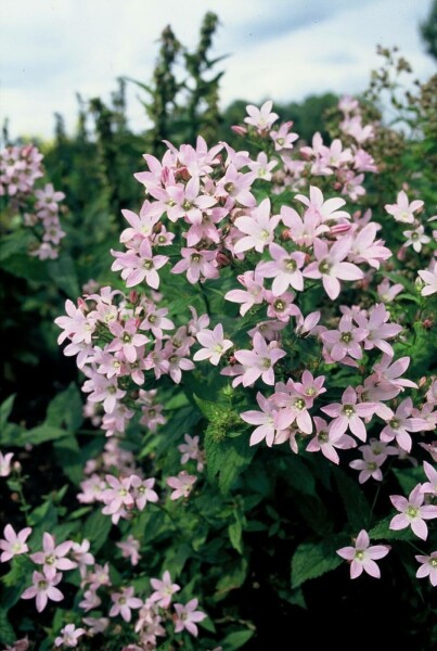 3175  Campanula lactiflora  Loddon Anna  I  Svenskt namn  :Mjölkklocka  I  Krukstorlek   : 11c  I  Förväntad Höjd  :  100 cm  I  Blomningstid :  juni-aug - 2