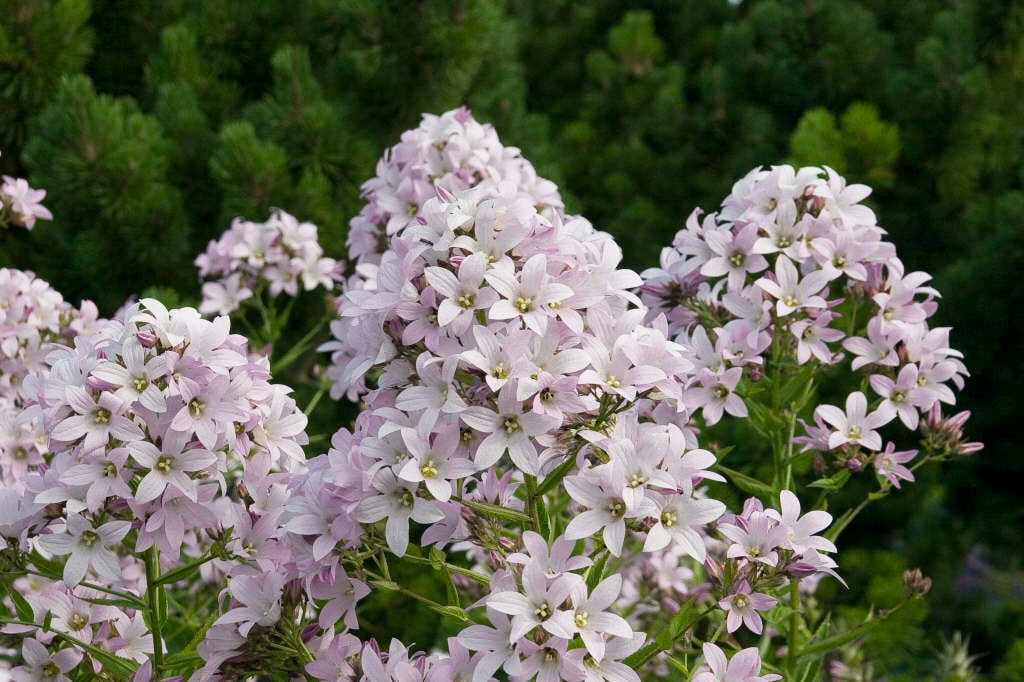 3175  Campanula lactiflora  Loddon Anna  I  Svenskt namn  :Mjölkklocka  I  Krukstorlek   : 11c  I  Förväntad Höjd  :  100 cm  I  Blomningstid :  juni-aug - 3