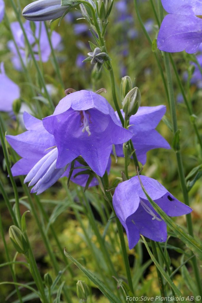 3200  Campanula persicifolia  I  Svenskt namn  :Storklocka  I  Krukstorlek   : P9  I  Förväntad Höjd  :  60 cm  I  Blomningstid :  juni-aug - 3