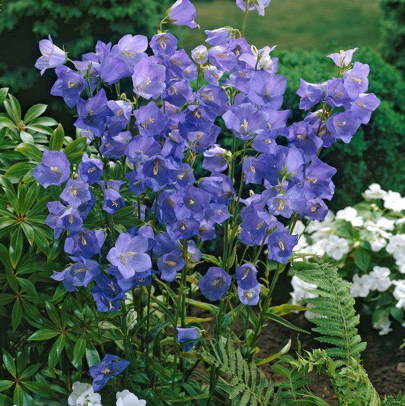 3200  Campanula persicifolia  I  Svenskt namn  :Storklocka  I  Krukstorlek   : P9  I  Förväntad Höjd  :  60 cm  I  Blomningstid :  juni-aug - 4