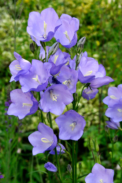 3200  Campanula persicifolia  I  Svenskt namn  :Storklocka  I  Krukstorlek   : P9  I  Förväntad Höjd  :  60 cm  I  Blomningstid :  juni-aug - 2