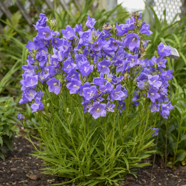 3200  Campanula persicifolia  I  Svenskt namn  :Storklocka  I  Krukstorlek   : P9  I  Förväntad Höjd  :  60 cm  I  Blomningstid :  juni-aug