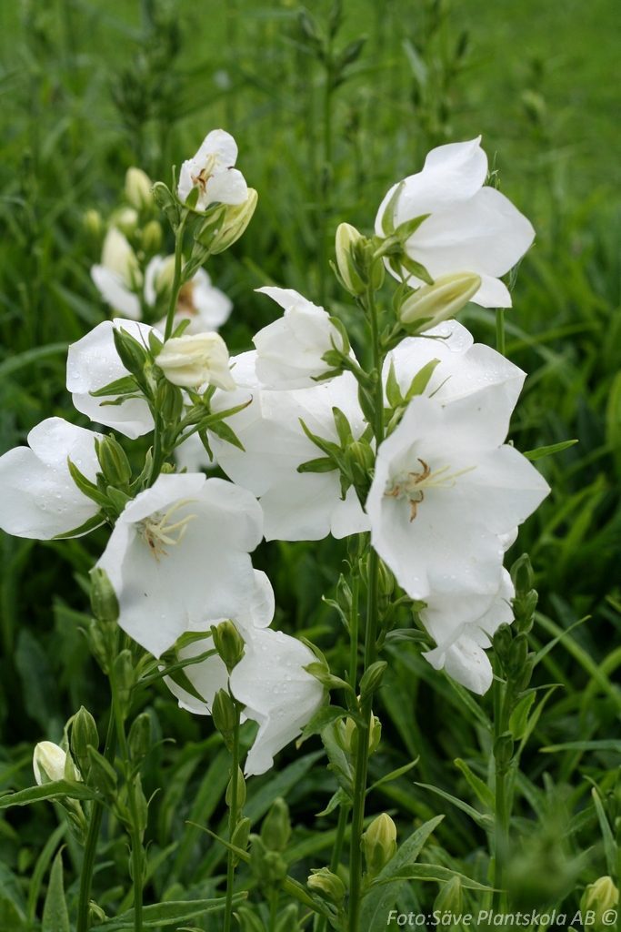 3205  Campanula persicifolia  Alba  I  Svenskt namn  :Storklocka  I  Krukstorlek   : P9  I  Förväntad Höjd  :  60 cm  I  Blomningstid :  juni-aug - 3