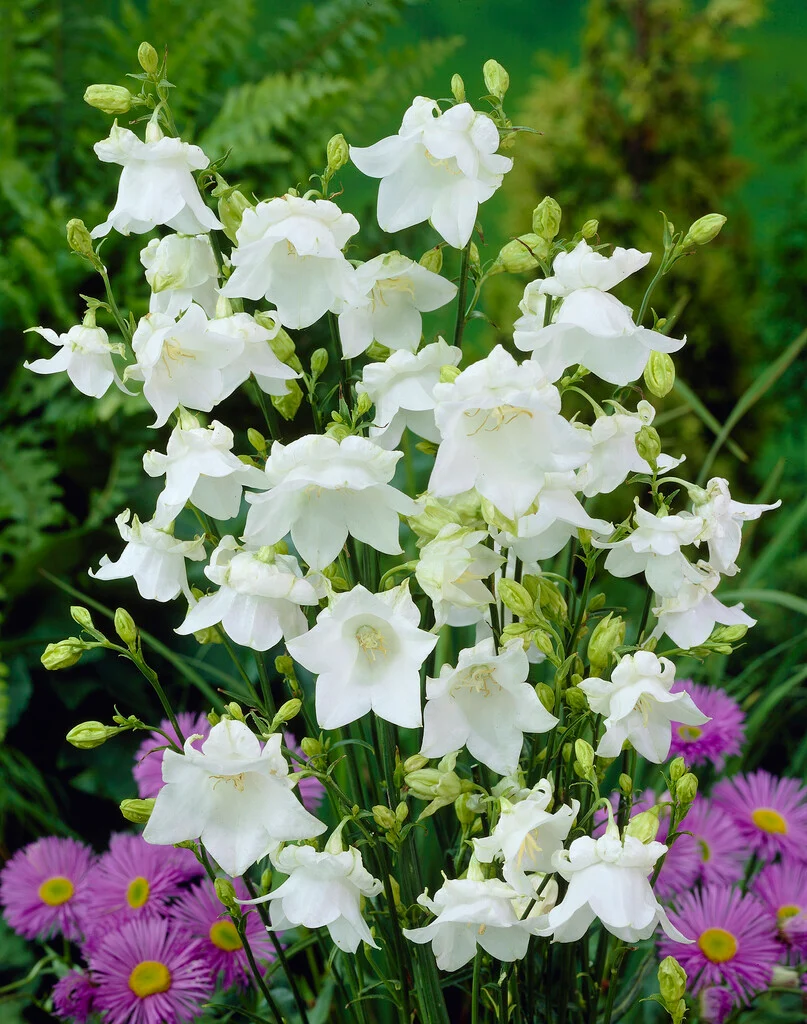 3205  Campanula persicifolia  Alba  I  Svenskt namn  :Storklocka  I  Krukstorlek   : P9  I  Förväntad Höjd  :  60 cm  I  Blomningstid :  juni-aug - 2
