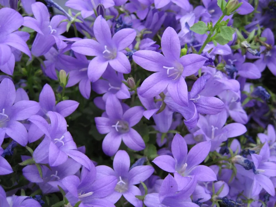 3231  Campanula portenschlagiana  Catharina  I  Svenskt namn  :Murklocka  I  Krukstorlek   : 11c  I  Förväntad Höjd  :  10 cm  I  Blomningstid :  juni-juli - 2