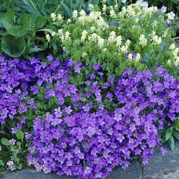 3231  Campanula portenschlagiana  Catharina  I  Svenskt namn  :Murklocka  I  Krukstorlek   : 11c  I  Förväntad Höjd  :  10 cm  I  Blomningstid :  juni-juli