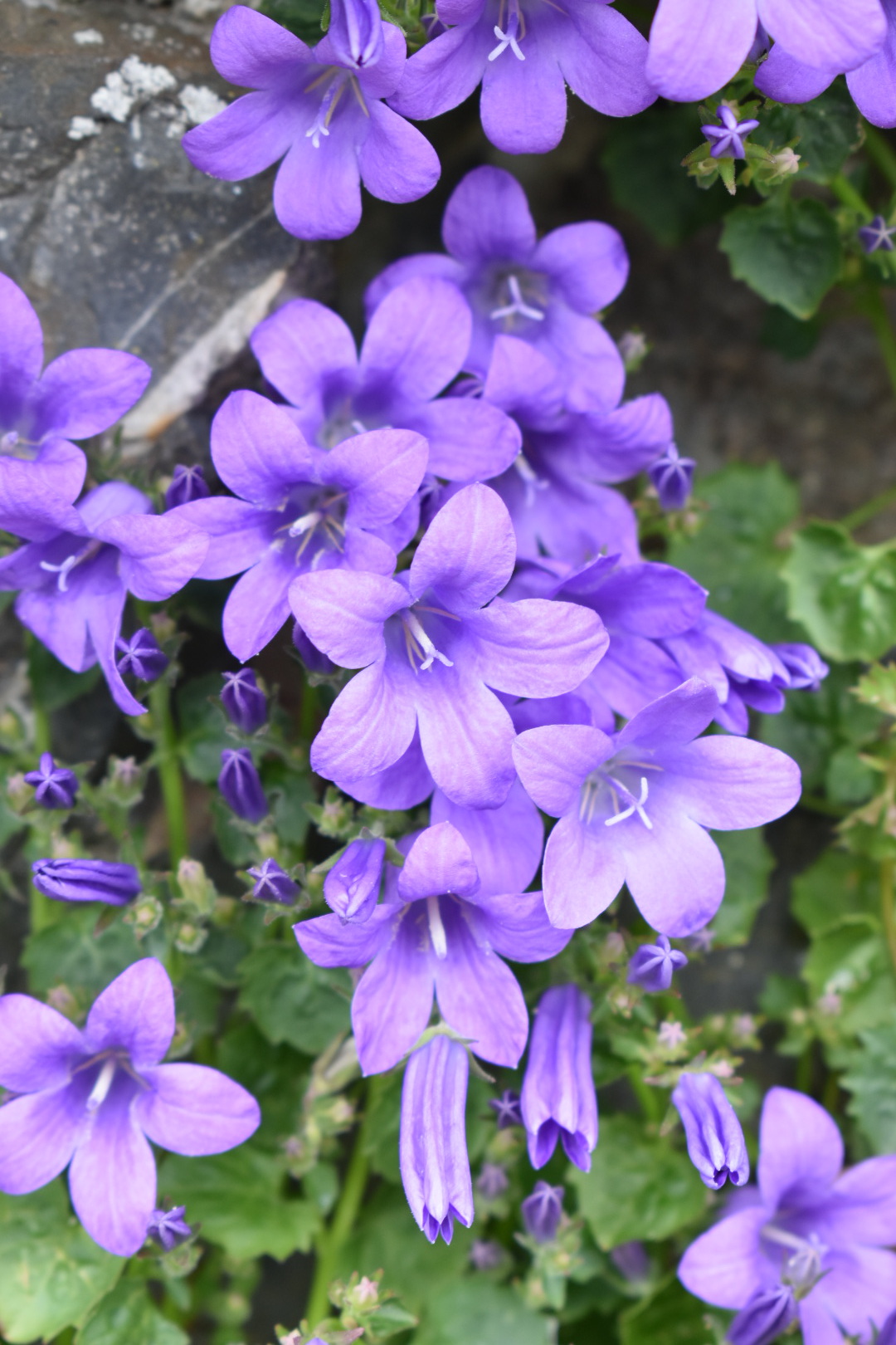 3231  Campanula portenschlagiana  Catharina  I  Svenskt namn  :Murklocka  I  Krukstorlek   : 11c  I  Förväntad Höjd  :  10 cm  I  Blomningstid :  juni-juli - 4