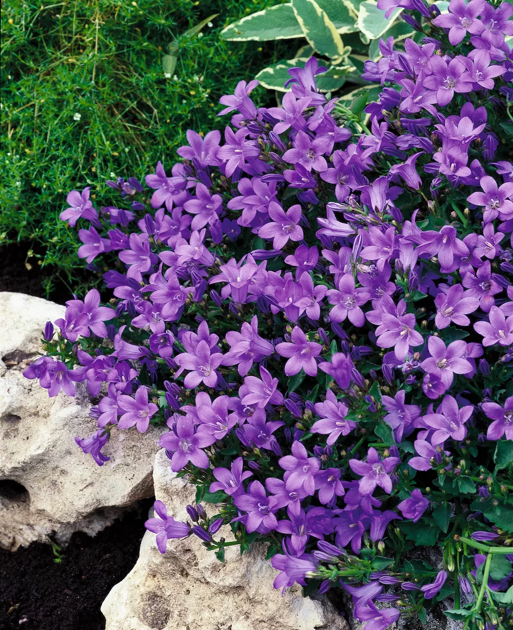 3231  Campanula portenschlagiana  Catharina  I  Svenskt namn  :Murklocka  I  Krukstorlek   : 11c  I  Förväntad Höjd  :  10 cm  I  Blomningstid :  juni-juli - 3