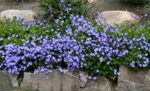 3245  Campanula poscharskyana  Stella  I  Svenskt namn  :Stjärnklocka  I  Krukstorlek   : 11c  I  Förväntad Höjd  :  15 cm  I  Blomningstid :  juni-sept - 2