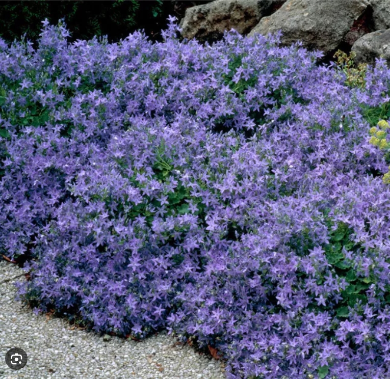 3245  Campanula poscharskyana  Stella  I  Svenskt namn  :Stjärnklocka  I  Krukstorlek   : 11c  I  Förväntad Höjd  :  15 cm  I  Blomningstid :  juni-sept