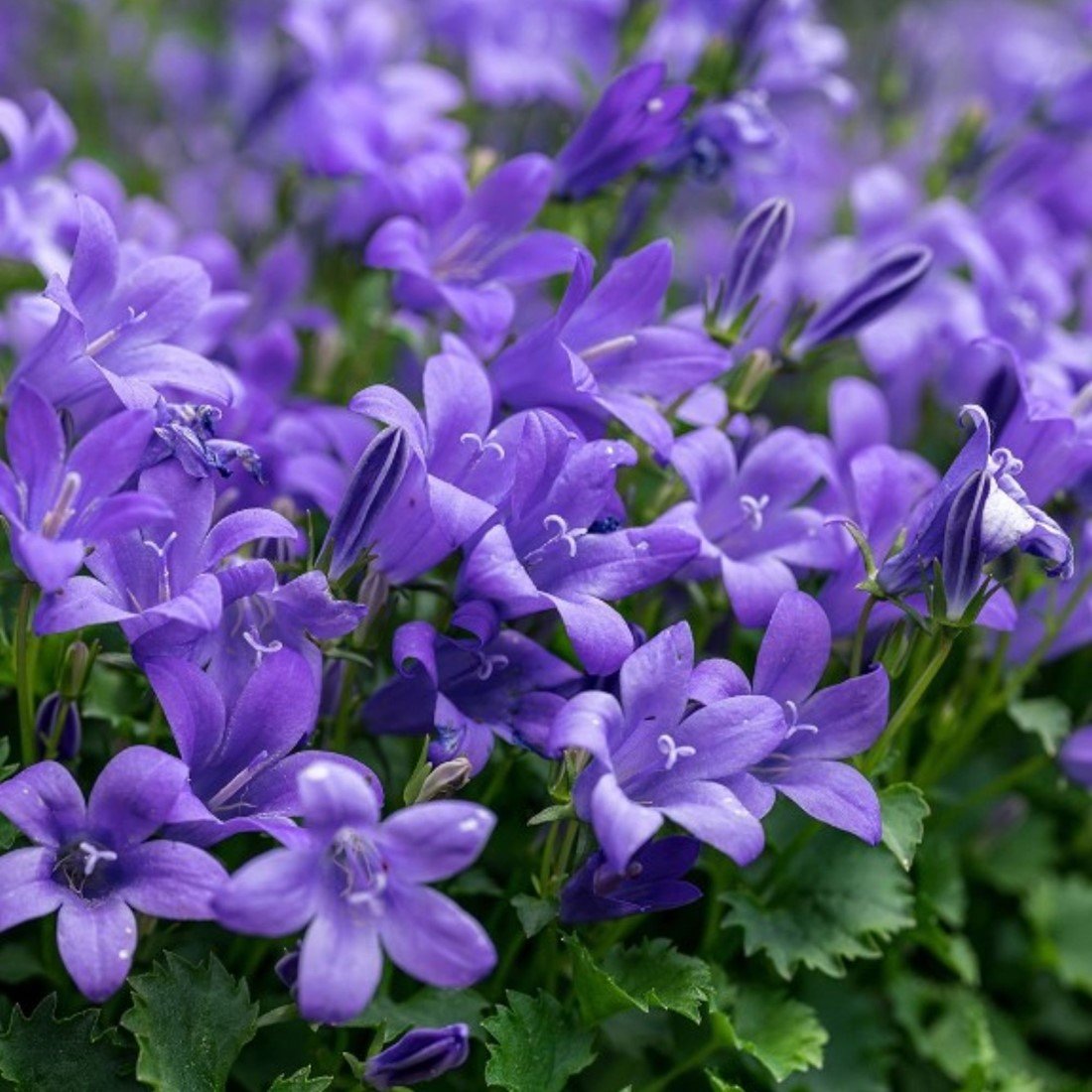 3245  Campanula poscharskyana  Stella  I  Svenskt namn  :Stjärnklocka  I  Krukstorlek   : 11c  I  Förväntad Höjd  :  15 cm  I  Blomningstid :  juni-sept - 3