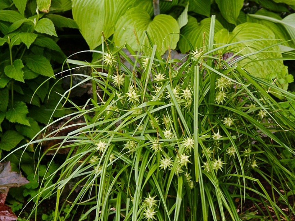 9130  Carex grayi  I  Svenskt namn  :Spikklubbestarr  I  Krukstorlek   : SQ1  I  Förväntad Höjd  :  40 cm  I  Blomningstid :  juni-sept - 3