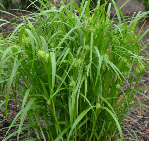 9130  Carex grayi  I  Svenskt namn  :Spikklubbestarr  I  Krukstorlek   : SQ1  I  Förväntad Höjd  :  40 cm  I  Blomningstid :  juni-sept