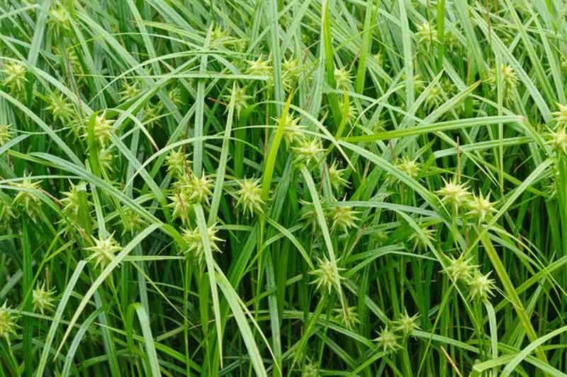 9130  Carex grayi  I  Svenskt namn  :Spikklubbestarr  I  Krukstorlek   : SQ1  I  Förväntad Höjd  :  40 cm  I  Blomningstid :  juni-sept - 2