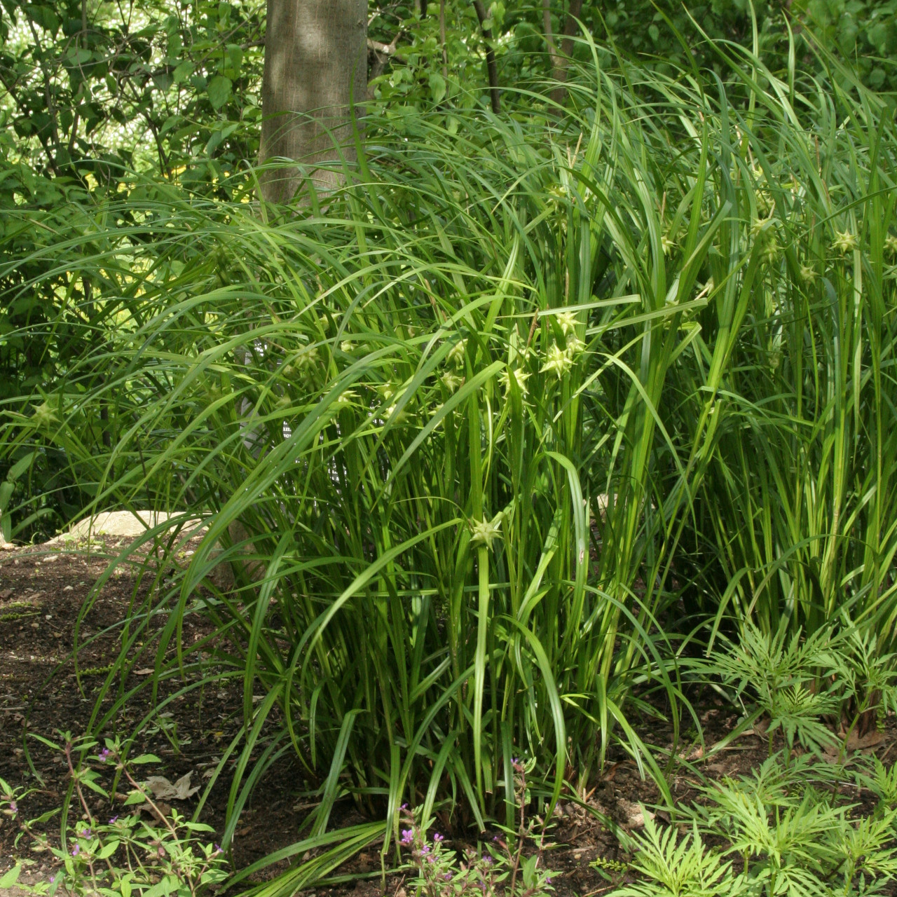 9130  Carex grayi  I  Svenskt namn  :Spikklubbestarr  I  Krukstorlek   : SQ1  I  Förväntad Höjd  :  40 cm  I  Blomningstid :  juni-sept - 4