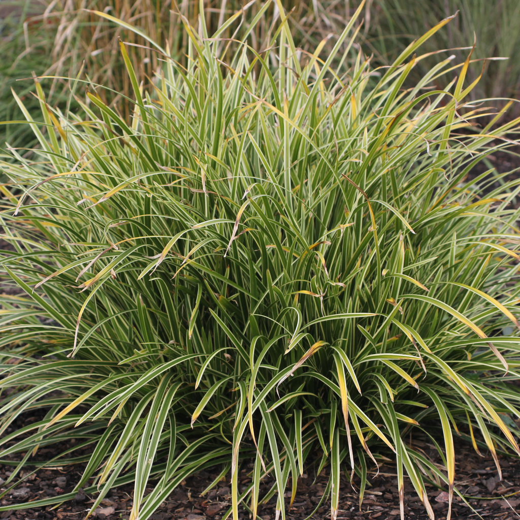 9134  Carex morrowii  Ice Dance  I  Svenskt namn  :Japansk starr  I  Krukstorlek   : SQ1  I  Förväntad Höjd  :  35 cm  I  Blomningstid :  .....
