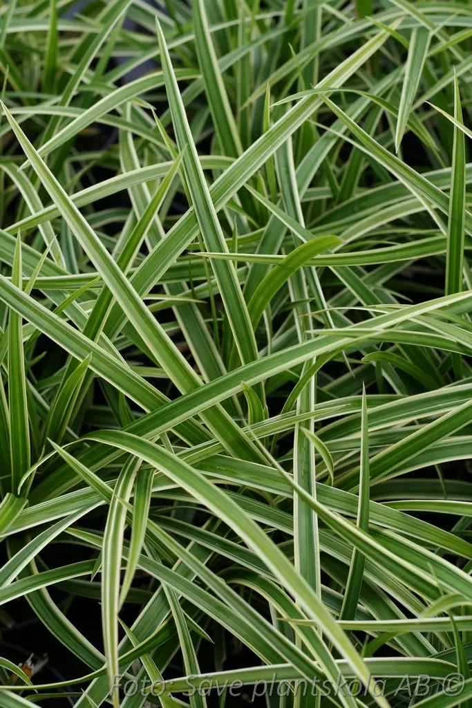 9134  Carex morrowii  Ice Dance  I  Svenskt namn  :Japansk starr  I  Krukstorlek   : SQ1  I  Förväntad Höjd  :  35 cm  I  Blomningstid :  ..... - 2
