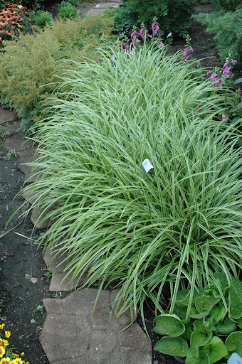 9134  Carex morrowii  Ice Dance  I  Svenskt namn  :Japansk starr  I  Krukstorlek   : SQ1  I  Förväntad Höjd  :  35 cm  I  Blomningstid :  ..... - 3