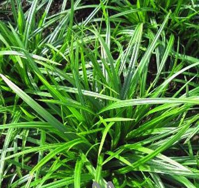 9133  Carex morrowii  Irish Green  I  Svenskt namn  :Japansk starr  I  Krukstorlek   : SQ1  I  Förväntad Höjd  :  35 cm  I  Blomningstid :  ..... - 2