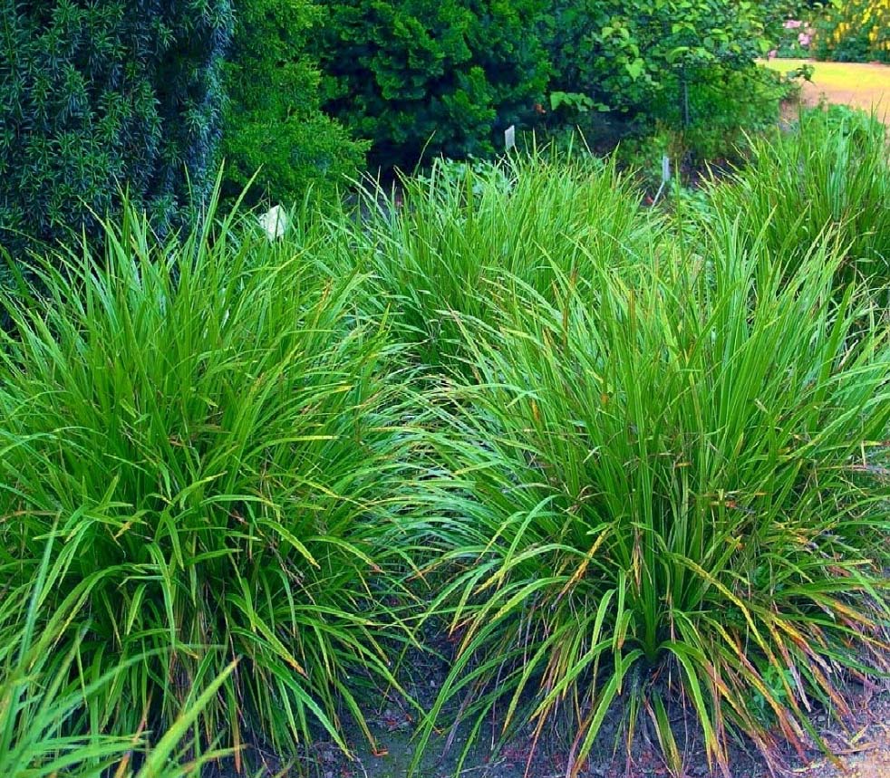 9133  Carex morrowii  Irish Green  I  Svenskt namn  :Japansk starr  I  Krukstorlek   : SQ1  I  Förväntad Höjd  :  35 cm  I  Blomningstid :  ..... - 3