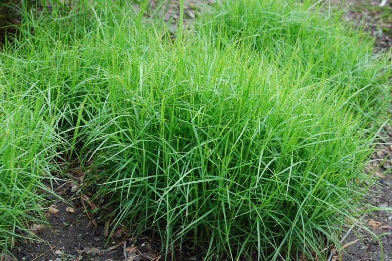 9137 Carex muskingumensis  I  Svenskt namn  :Palmstarr  I  Krukstorlek   : SQ1  I  Förväntad Höjd  :  60 cm  I  Blomningstid :  juli-aug - 2