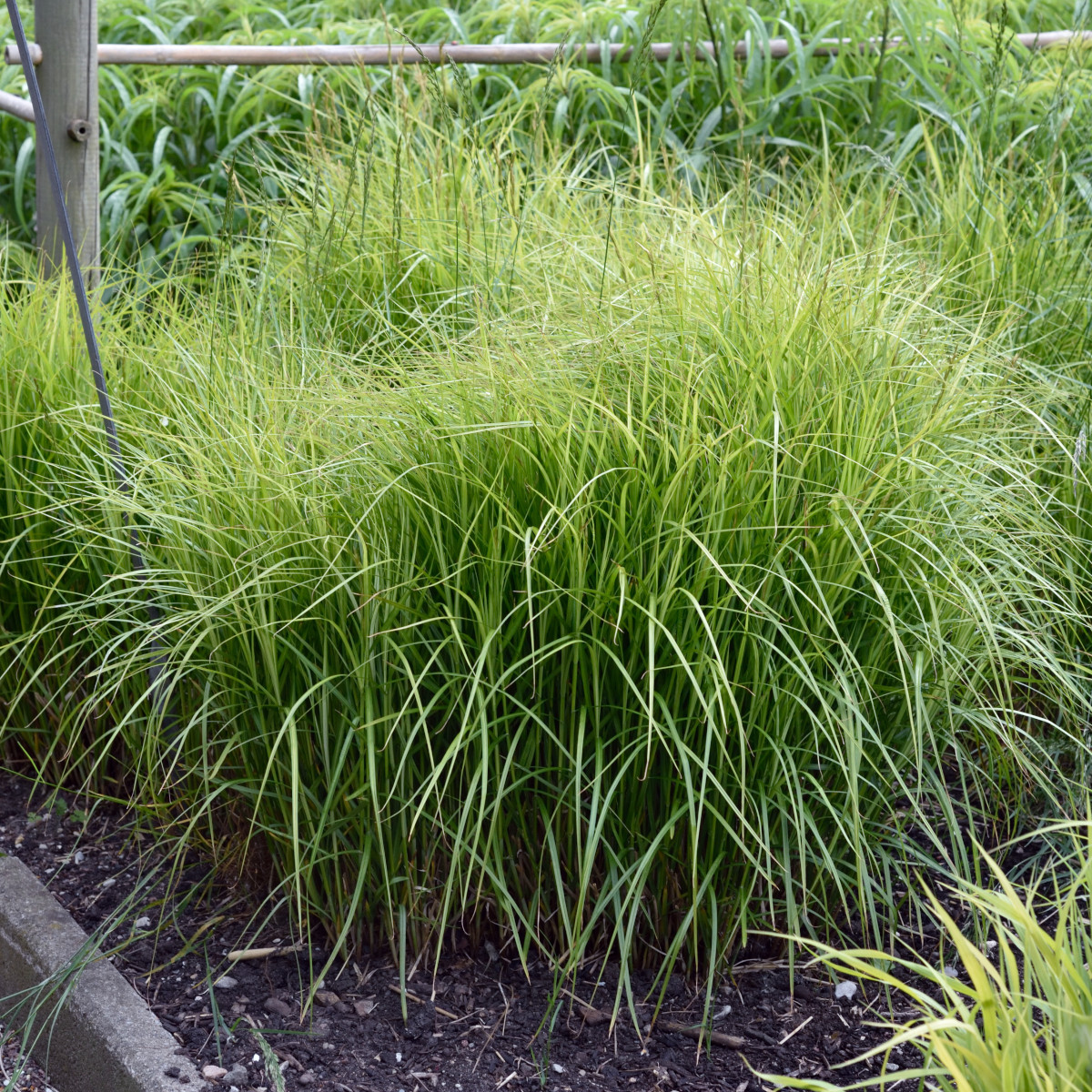 9137 Carex muskingumensis  I  Svenskt namn  :Palmstarr  I  Krukstorlek   : SQ1  I  Förväntad Höjd  :  60 cm  I  Blomningstid :  juli-aug